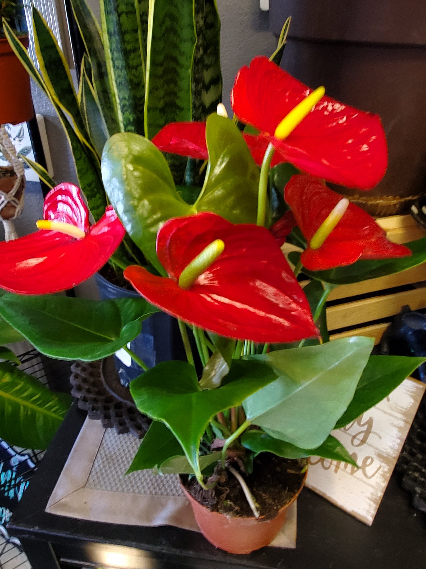 Anthurium: Flamingo Lily