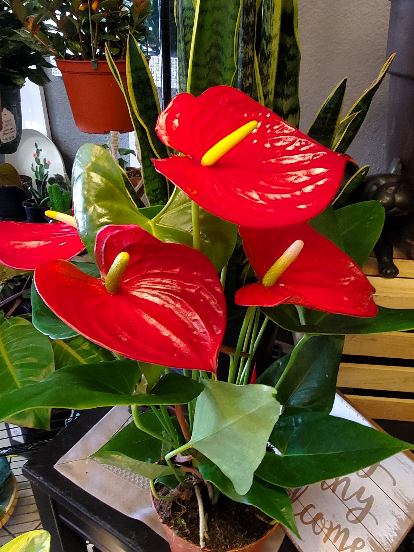 Anthurium: Flamingo Lily