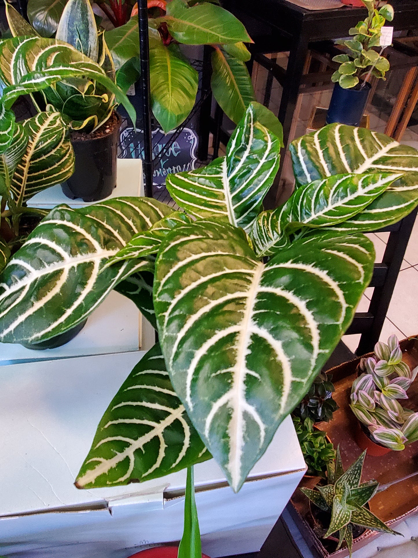 Aphelandra Squarrosa: Zebra Plant