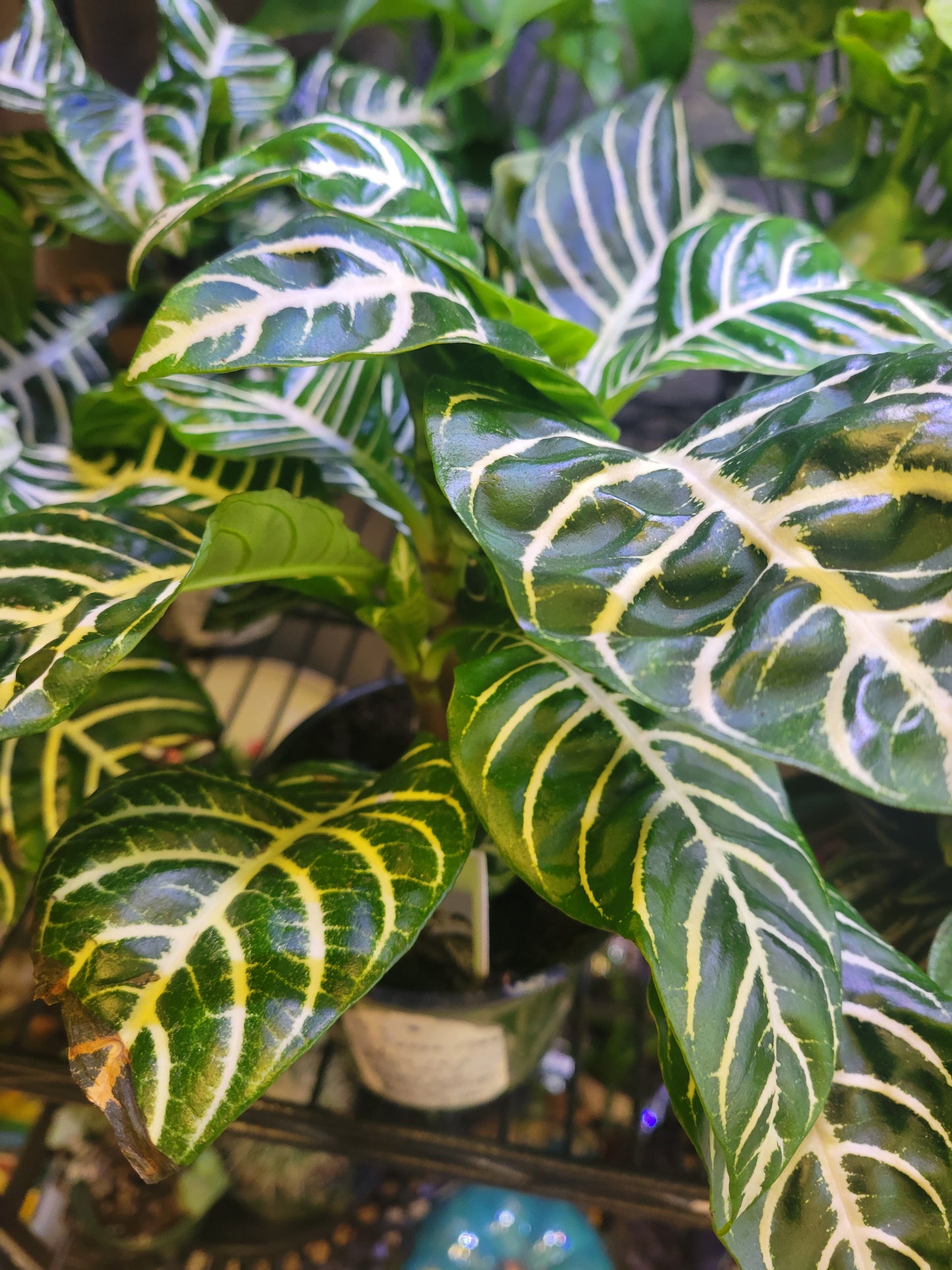 Aphelandra Squarrosa: Zebra Plant