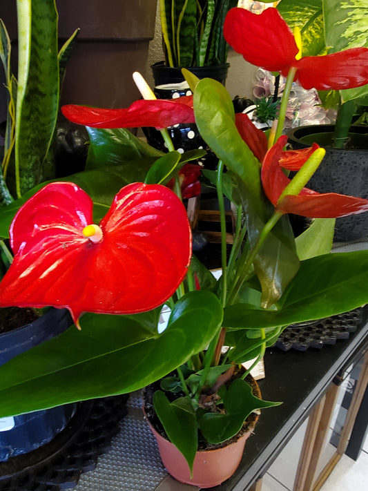 Anthurium: Flamingo Lily