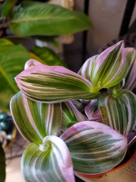 4" Tradescantia (Bubblegum)
