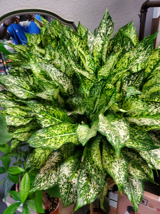 Aglaonema