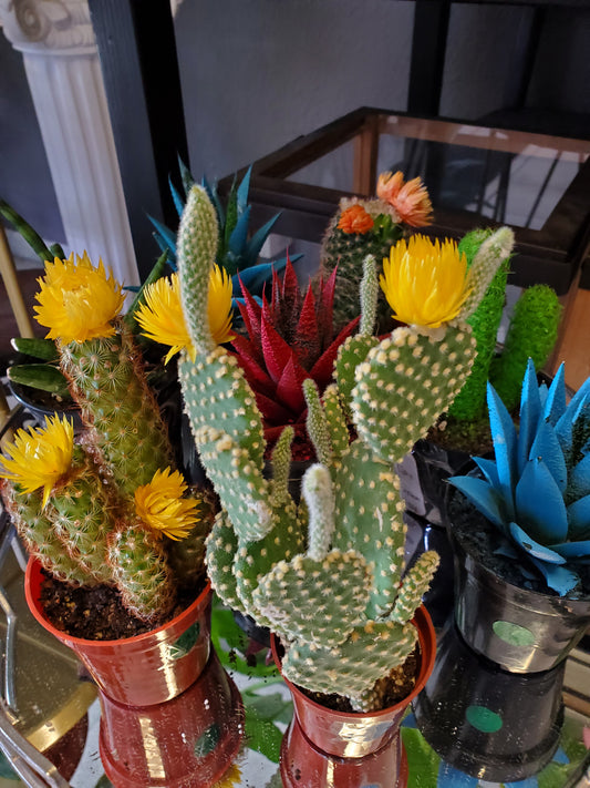 Cactus