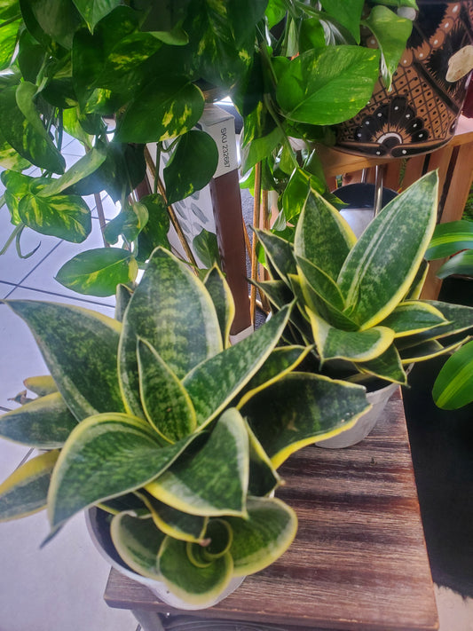 4" Snake Plant