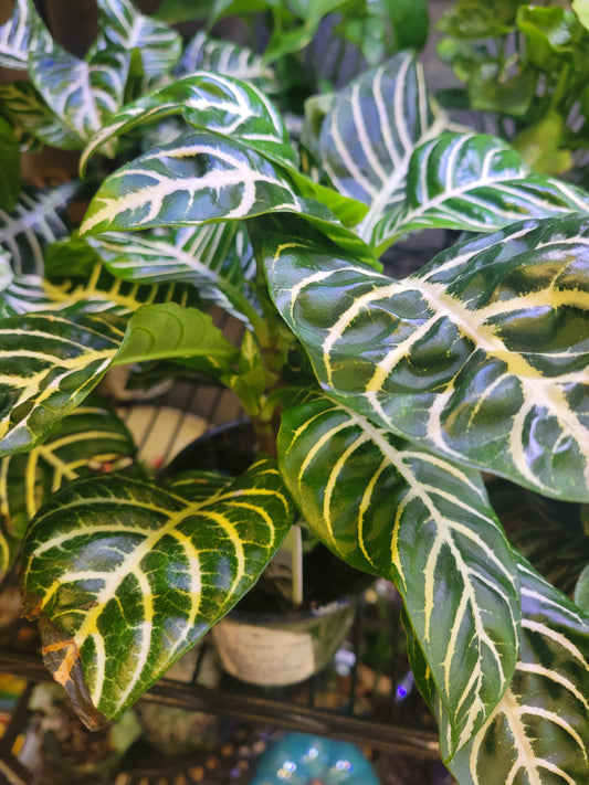 Aphelandra Squarrosa: Zebra Plant